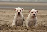 BOULEDOGUE AMERICAIN 137